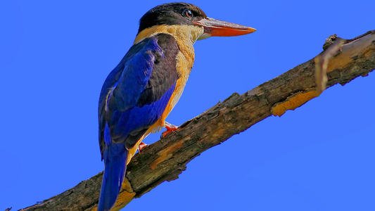 色泽美丽的蓝翡翠鸟图片