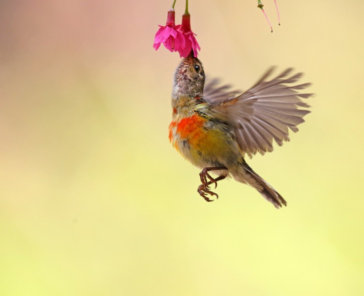 色彩斑斓的太阳鸟图片