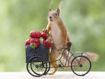 会骑自行车的小松鼠图片