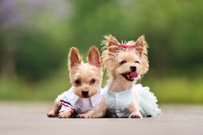 一组超级可爱的情侣小狗狗图片