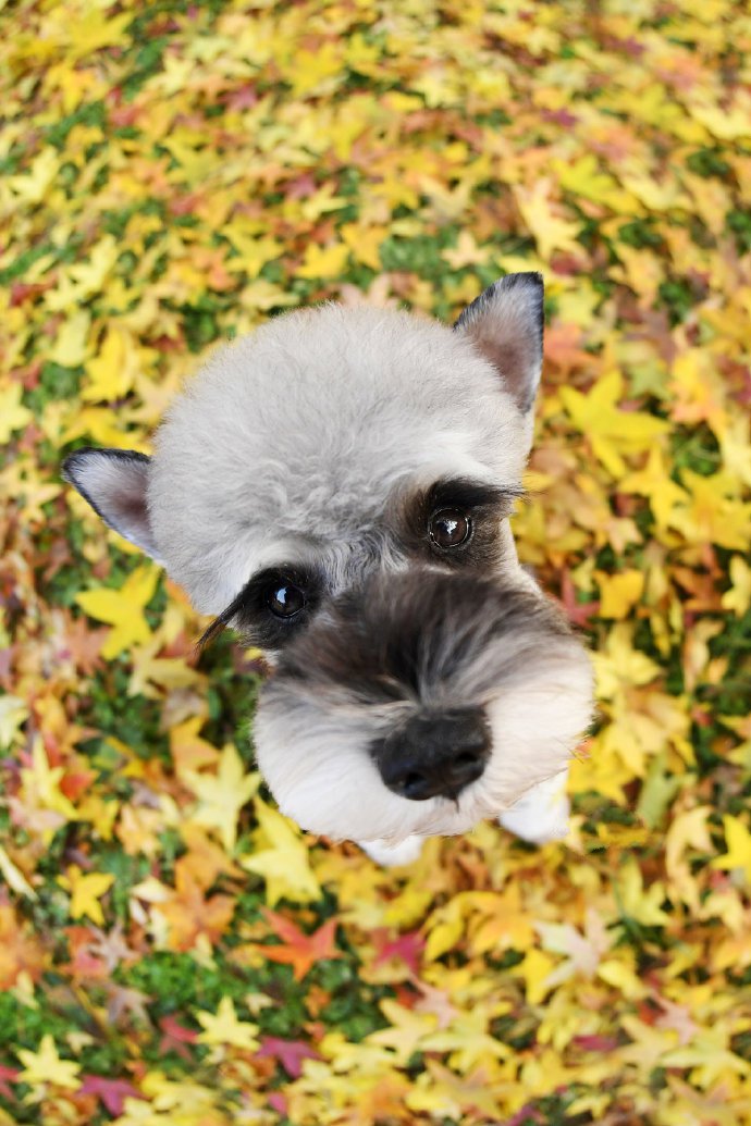 一组秋天里的小狗狗拍摄图片欣赏