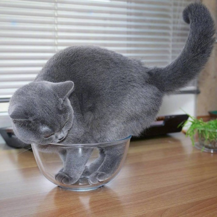 装在碗里的调皮猫咪图片
