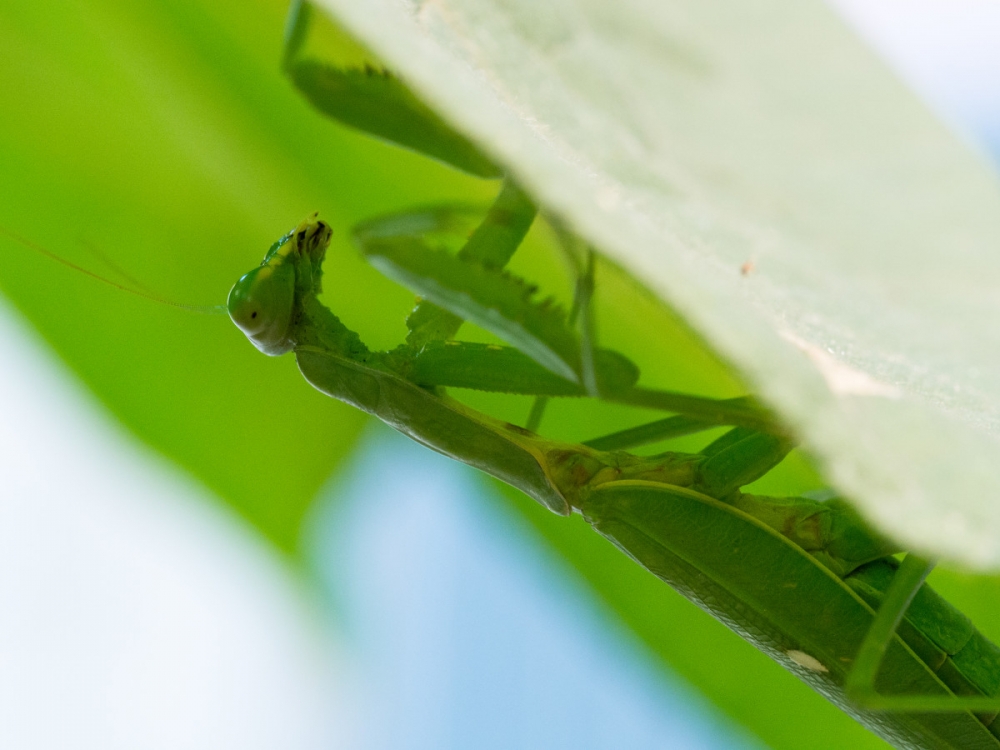 活捉一只螳螂图片欣赏