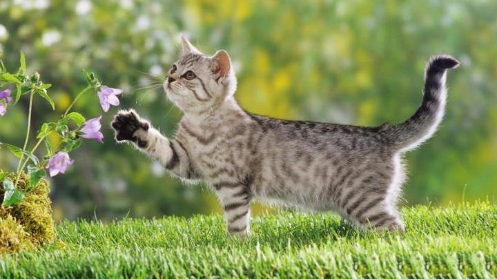 绿色草地上的可爱小猫咪图片