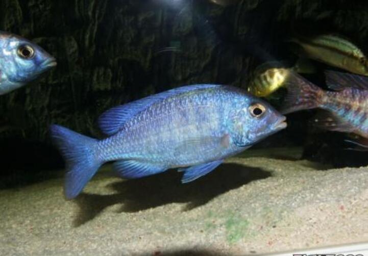 色泽漂亮的蓝宝石鱼图片