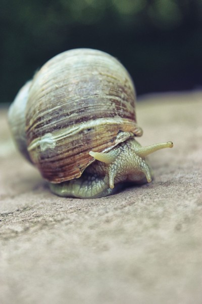 蜗牛高清图片