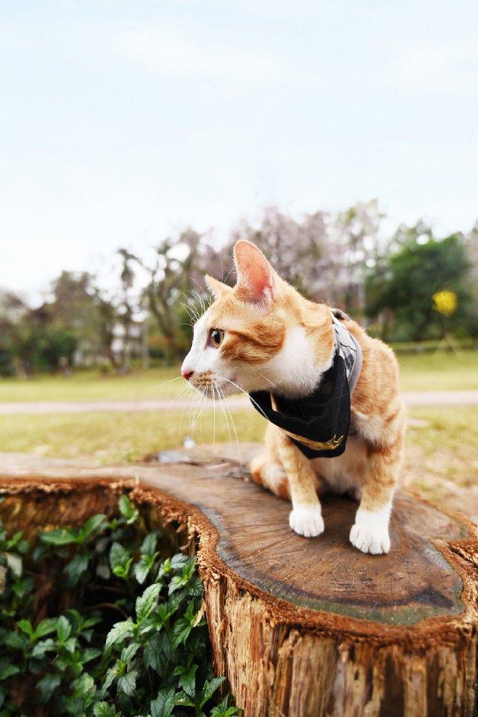 一组比较活泼大胆的猫户外图片欣赏