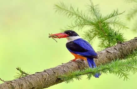 美丽的蓝翡翠鸟图片