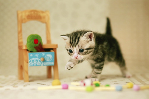 可爱猫咪玩耍图片