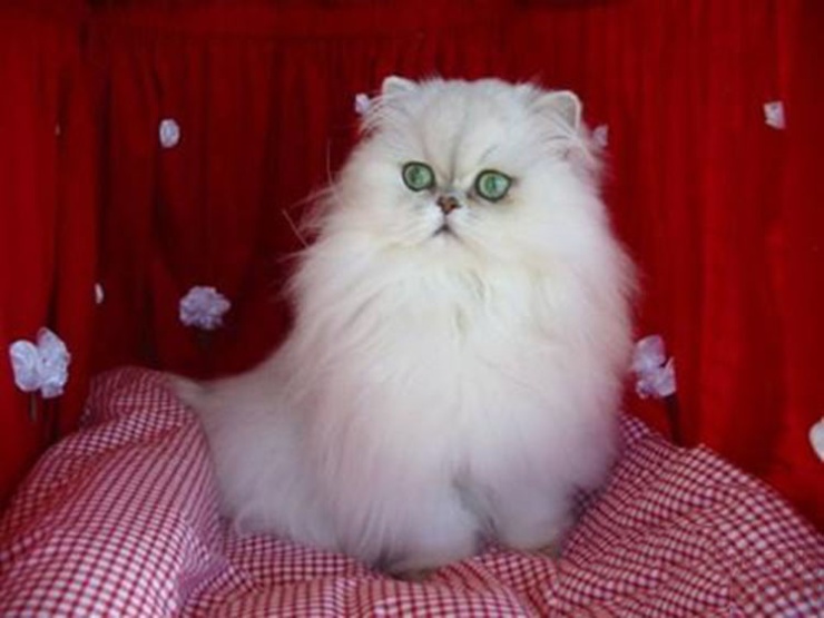 高贵的长毛波斯猫图片