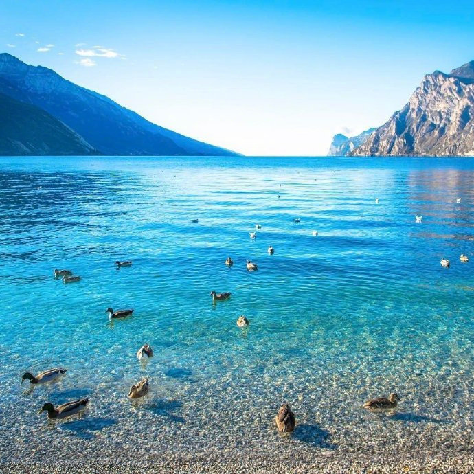 意大利加尔达湖的天鹅图片