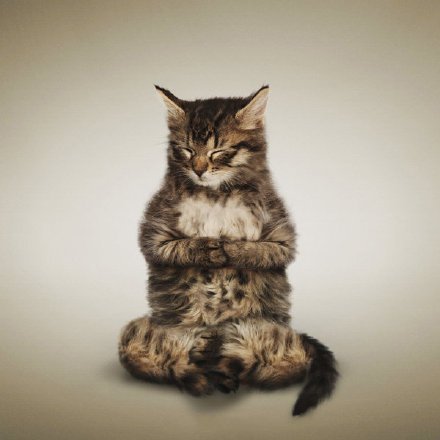 正在做瑜珈的猫咪
