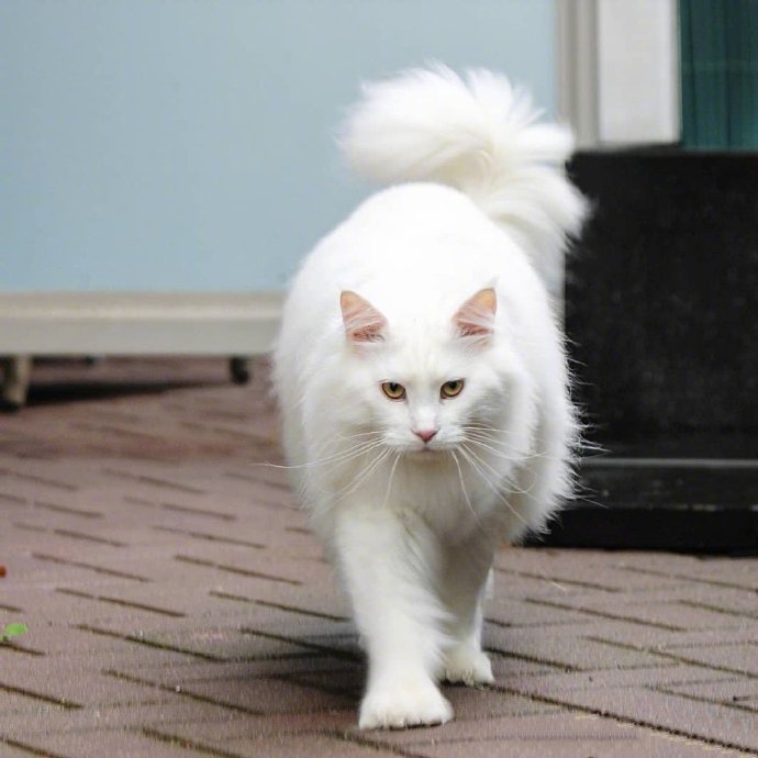 一只超酷的白色缅因猫，眼神自带杀气