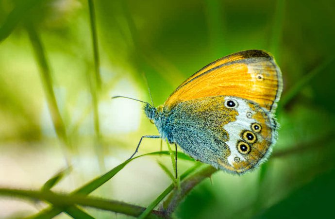 蝴蝶与花卉的微距摄影