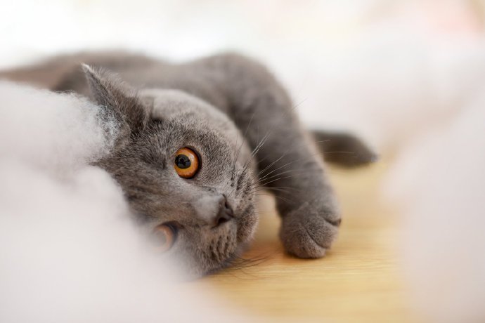 一组可爱的灰猫猫图片