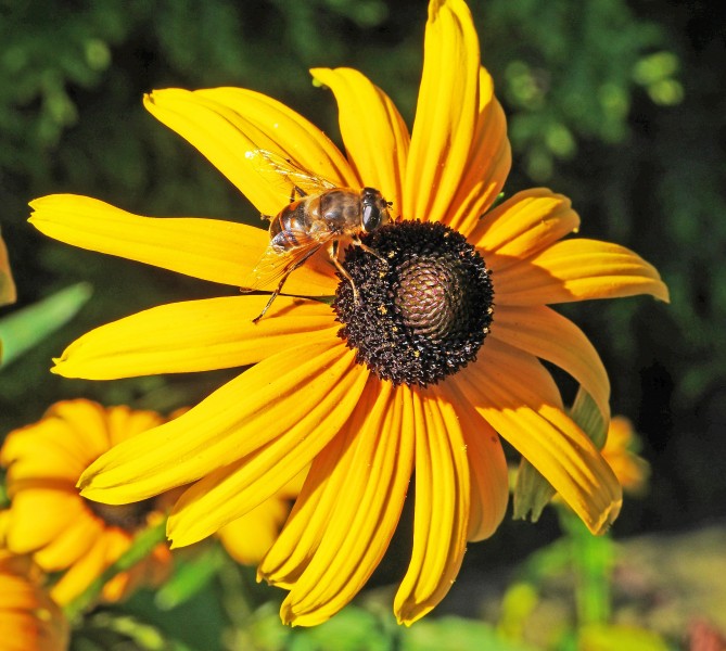 正在花丛中采蜜的蜜蜂图片