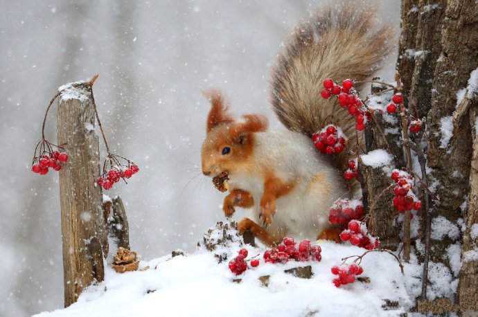 一组超美的雪中精灵小松鼠图片