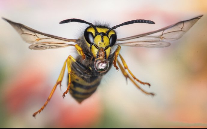 一组超超近距离的蜜蜂拍摄图片
