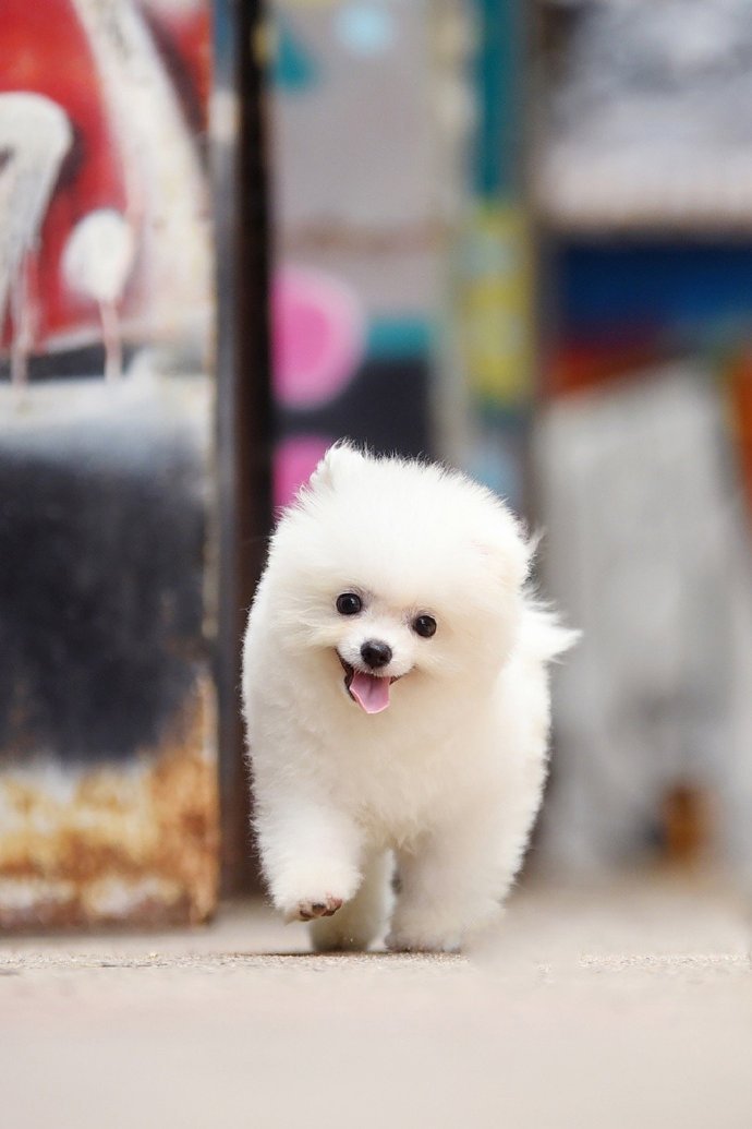 一组超级可爱的小狗狗图片