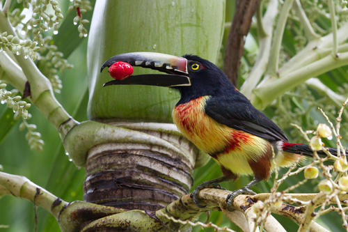 色彩艳丽的巨嘴鸟图片