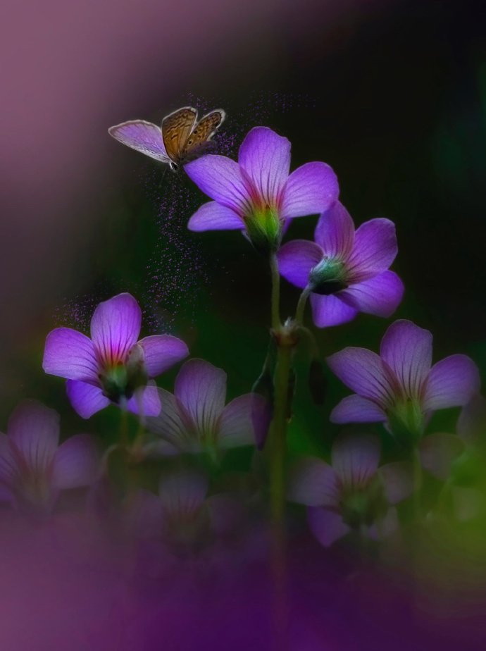 一组蝶恋花的唯美图片