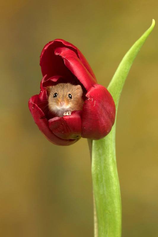 喜欢跑到花朵里的小老鼠