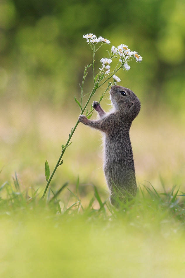 小松鼠站在草地上嗅花香可爱图片大全