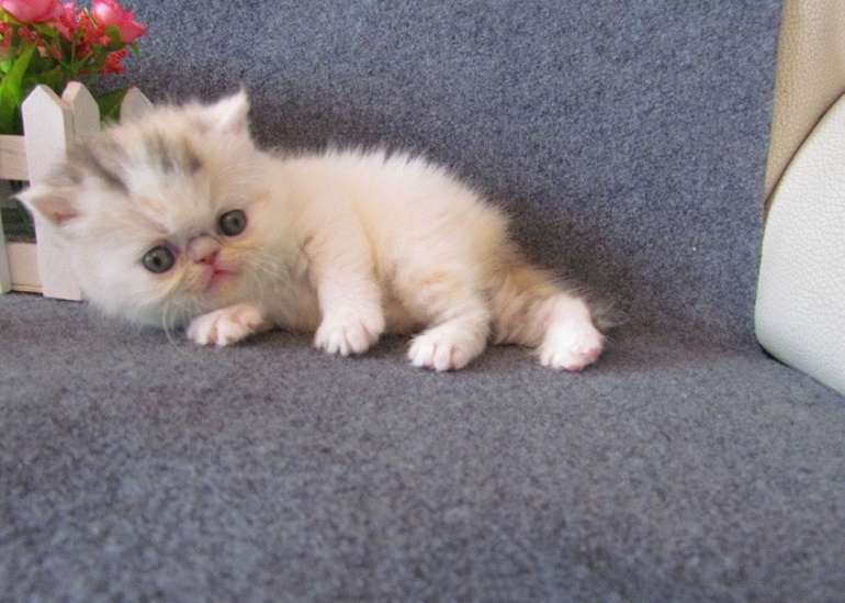 小小的加菲猫幼崽图片