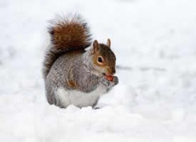雪地里吃东西的小松鼠图片欣赏