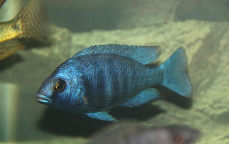 魅力无边的蓝宝石鱼