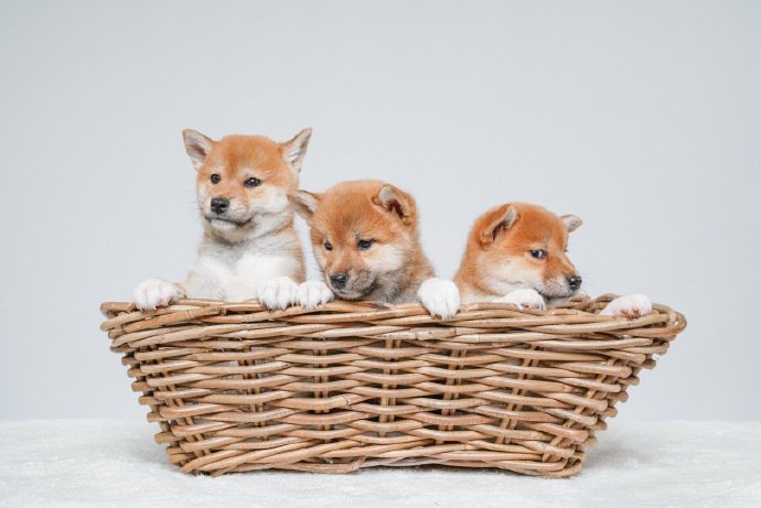 篮子里超可爱的小柴犬图片