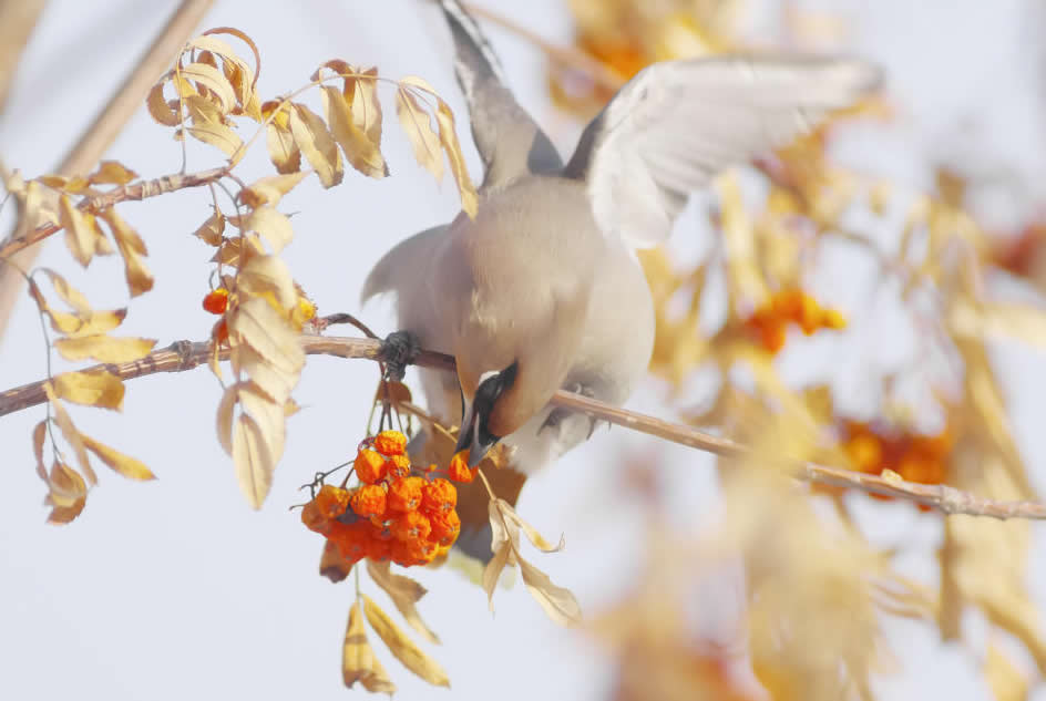 黑龙江冬天的鸟图片欣赏