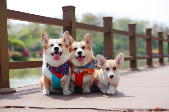 一组超可爱的三只柯基犬图片