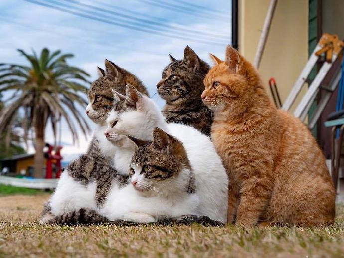 一组超级可爱的小猫咪集体照片欣赏
