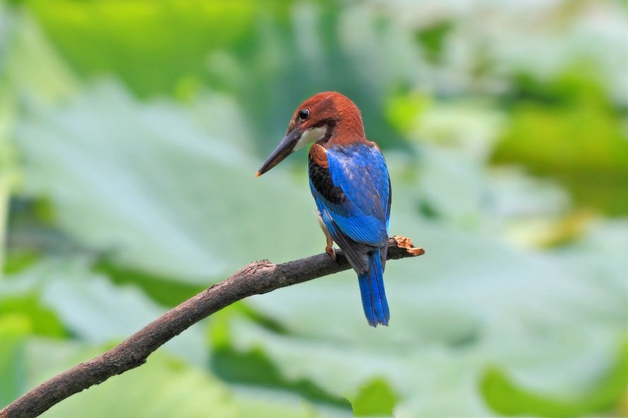 高清拍摄蓝羽翡翠鸟图片