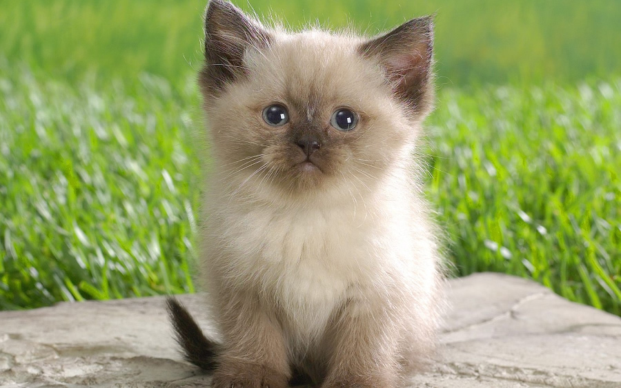 短毛猫品种暹罗猫图片