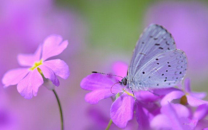 花丛中蝴蝶唯美图片欣赏