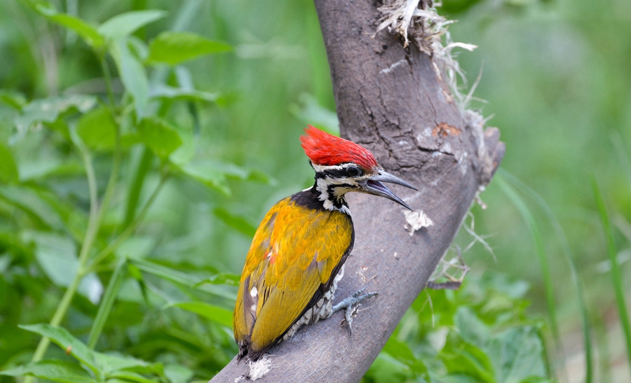 金背三趾啄木鸟鸣声摄影生态图片