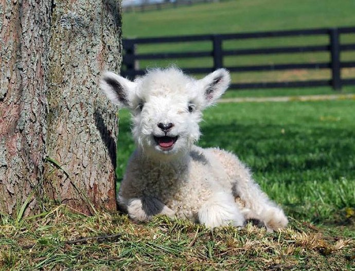 快乐小羊超治愈的笑脸