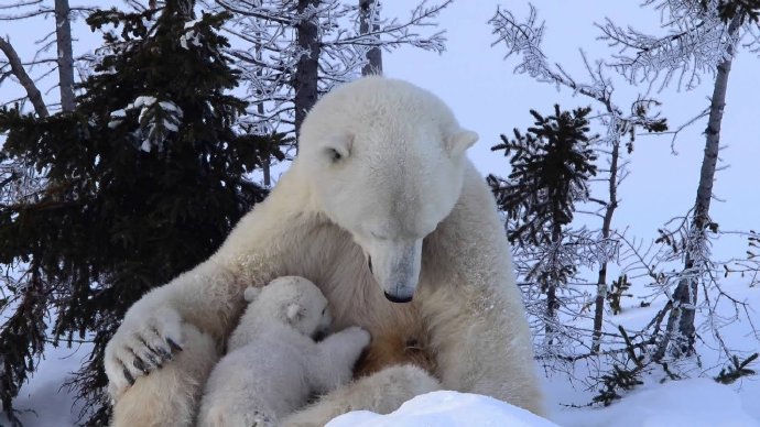 加拿大可爱的北极熊一家