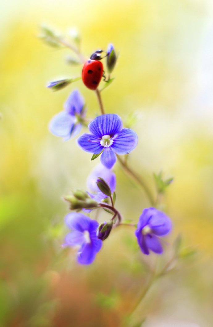 花卉与小瓢虫的美景图片