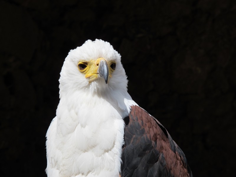 目光锐利的白头鹰图片