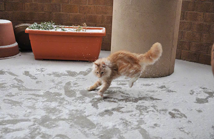 雪地里开心玩耍的猫咪