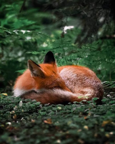 一组意境美的狐狸图片欣赏