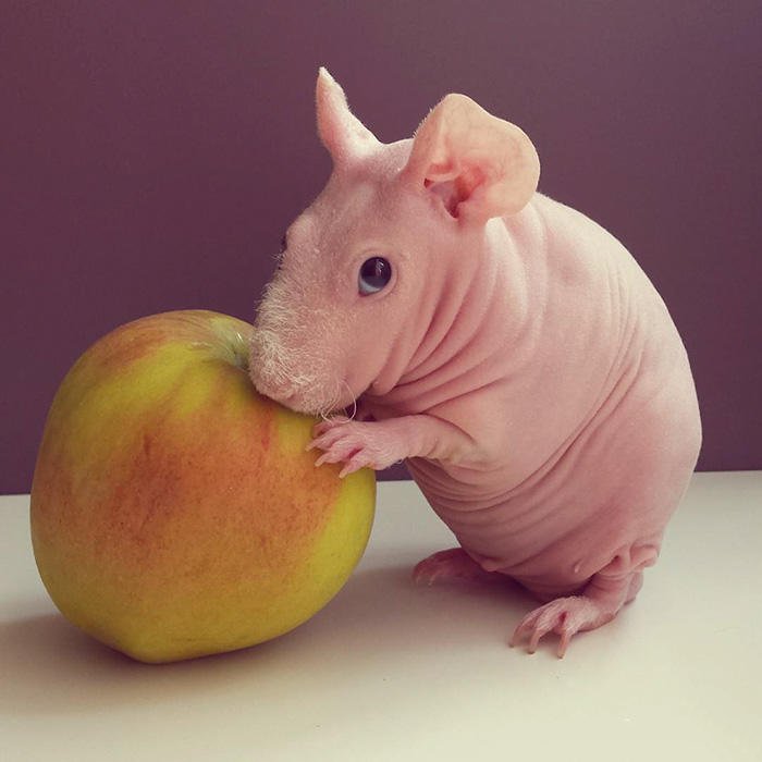 喜欢吃水果的荷兰猪图片