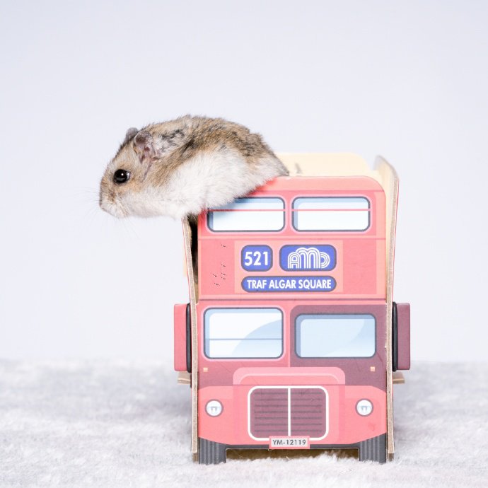 观光巴士上看风景的小仓鼠