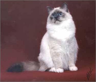 温顺可爱的伯曼猫图片