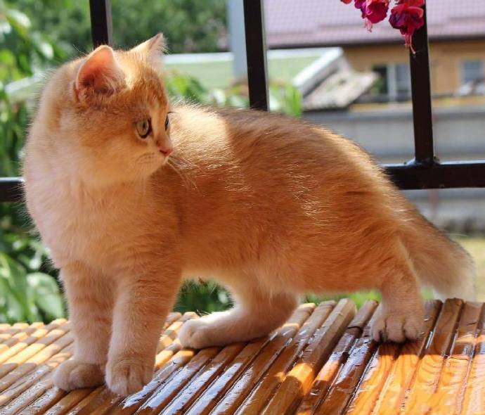 一只超漂亮的橘色小猫图片欣赏