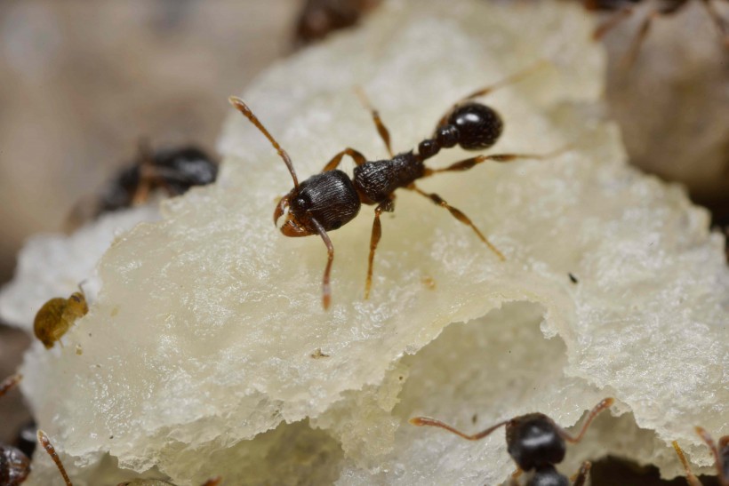 辛勤工作的蚂蚁图片欣赏