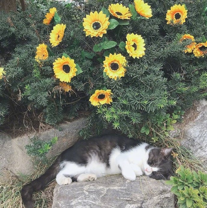花丛中的小猫咪 悠闲又自在